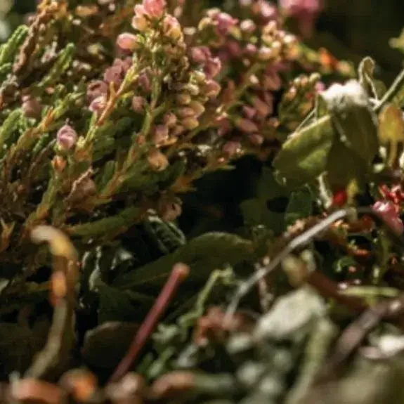 Islay-saar-Botanist-dzinni-DNA-1024x575-2 Islay-saar-Botanist-dzinni-DNA-1024x575-2