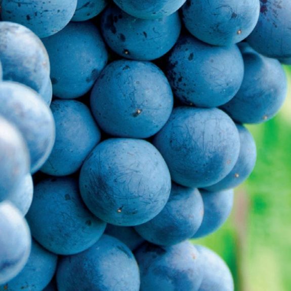 Pinot-Noir-1024x575 Pinot-Noir-1024x575