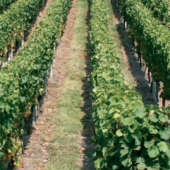 Riesling-1024x575 Riesling-1024x575